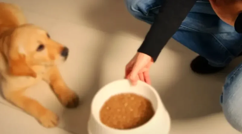 De câte ori pe zi trebuie să hrănim câinele și cum îți dai seama că îi face bine